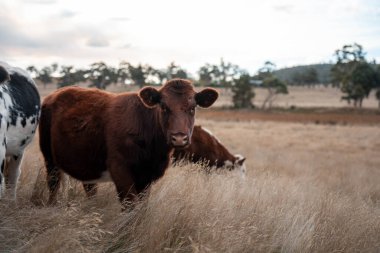 Yazın tarlada ot yiyen inekler.