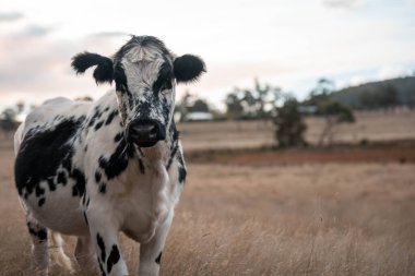 Yazın tarlada ot yiyen inekler.