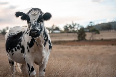 Yazın tarlada ot yiyen inekler.