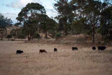 Yazın tarlada ot yiyen inekler.