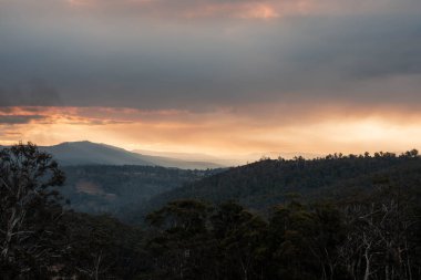 Yazın tarlada ot yiyen inekler.
