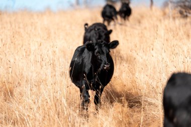 Angus, wagyu ve Murray sığır boğaları ve inekler, baharda Avustralya 'da bir tepede otlanıyorlar.