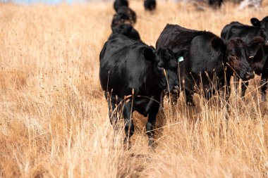 Angus, wagyu ve Murray sığır boğaları ve inekler, baharda Avustralya 'da bir tepede otlanıyorlar.