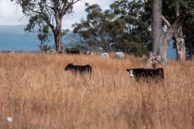 Yazın tarlada ot yiyen inekler.