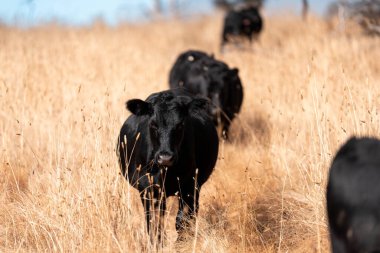 Yazın tarlada ot yiyen inekler.