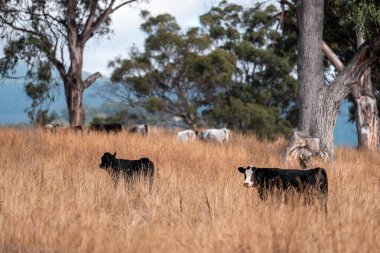 Yazın tarlada ot yiyen inekler.