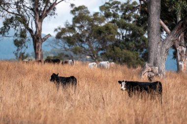 Angus, wagyu ve Murray sığır boğaları ve inekler, baharda Avustralya 'da bir tepede otlanıyorlar.
