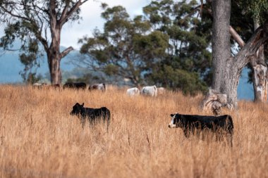 Angus, wagyu ve Murray sığır boğaları ve inekler, baharda Avustralya 'da bir tepede otlanıyorlar.