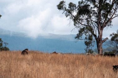 Angus, wagyu ve Murray sığır boğaları ve inekler, baharda Avustralya 'da bir tepede otlanıyorlar.