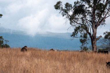Angus, wagyu ve Murray sığır boğaları ve inekler, baharda Avustralya 'da bir tepede otlanıyorlar.