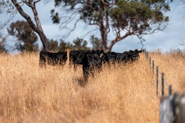 Yazın tarlada ot yiyen inekler.
