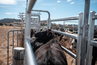 Avustralya 'da sığır ağıllarında kurtlu sırılsıklam ineklere ve tarımda kadınlara bakılıyor.