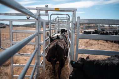 Avustralya 'da sığır ağıllarında kurtlu sırılsıklam ineklere ve tarımda kadınlara bakılıyor.