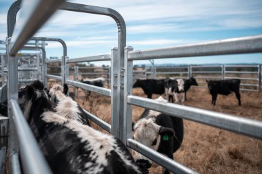 Avustralya 'da sığır ağıllarında kurtlu sırılsıklam ineklere ve tarımda kadınlara bakılıyor.