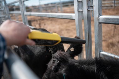 Avustralya 'da sığır ağıllarında kurtlu sırılsıklam ineklere ve tarımda kadınlara bakılıyor.