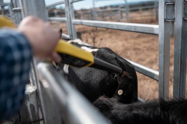 Avustralya 'da sığır ağıllarında kurtlu sırılsıklam ineklere ve tarımda kadınlara bakılıyor.