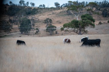 Angus, wagyu ve Murray sığır boğaları ve inekler, baharda Avustralya 'da bir tepede otlanıyorlar.