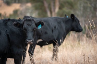 Yazın tarlada ot yiyen inekler.