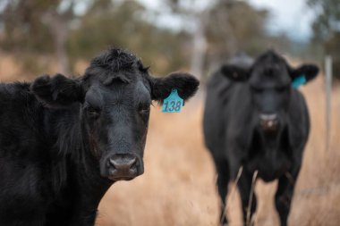 Yazın tarlada ot yiyen inekler.