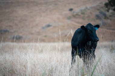Yazın tarlada ot yiyen inekler.