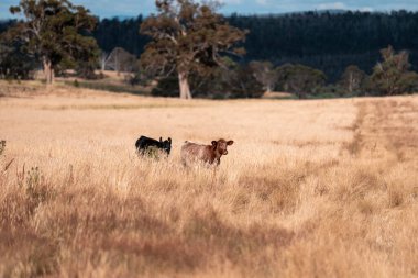 Yazın tarlada ot yiyen inekler.