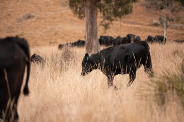 Yazın tarlada ot yiyen inekler.