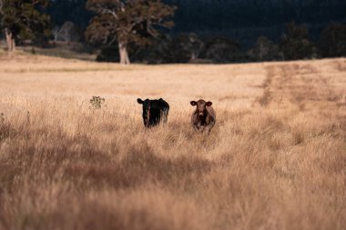 Yazın tarlada ot yiyen inekler.