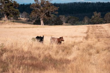 Yazın tarlada ot yiyen inekler.