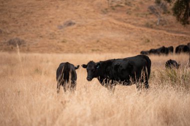 Angus, wagyu ve Murray sığır boğaları ve inekler, baharda Avustralya 'da bir tepede otlanıyorlar.