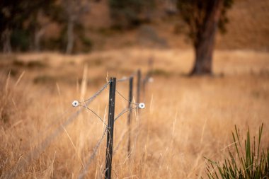 Angus, wagyu ve Murray sığır boğaları ve inekler, baharda Avustralya 'da bir tepede otlanıyorlar.