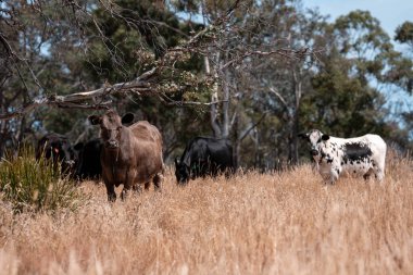 Yazın tarlada ot yiyen inekler.