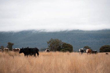 Angus, wagyu ve Murray sığır boğaları ve inekler, baharda Avustralya 'da bir tepede otlanıyorlar.