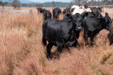 Yazın tarlada ot yiyen inekler.