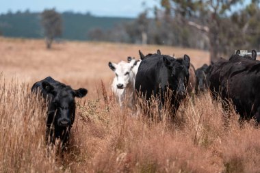 Yazın tarlada ot yiyen inekler.