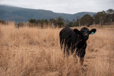 Angus, wagyu ve Murray sığır boğaları ve inekler, baharda Avustralya 'da bir tepede otlanıyorlar.