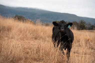 Angus, wagyu ve Murray sığır boğaları ve inekler, baharda Avustralya 'da bir tepede otlanıyorlar.