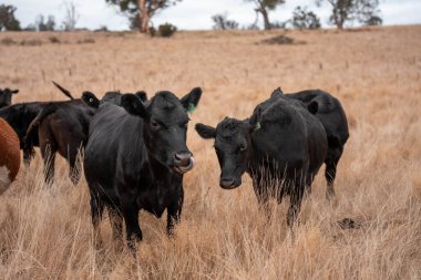 Yazın tarlada ot yiyen inekler.