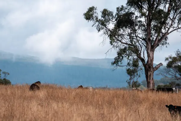Angus, wagyu ve Murray sığır boğaları ve inekler, baharda Avustralya 'da bir tepede otlanıyorlar.