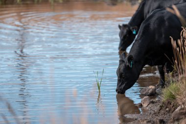 Yazın tarlada ot yiyen inekler.