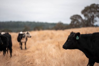Yazın tarlada ot yiyen inekler.