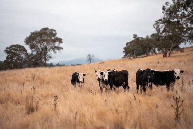 Angus, wagyu ve Murray sığır boğaları ve inekler, baharda Avustralya 'da bir tepede otlanıyorlar.