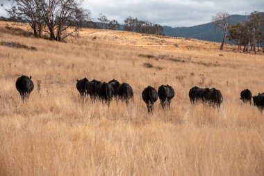 Angus, wagyu ve Murray sığır boğaları ve inekler, baharda Avustralya 'da bir tepede otlanıyorlar.