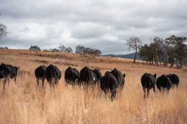 Angus, wagyu ve Murray sığır boğaları ve inekler, baharda Avustralya 'da bir tepede otlanıyorlar.