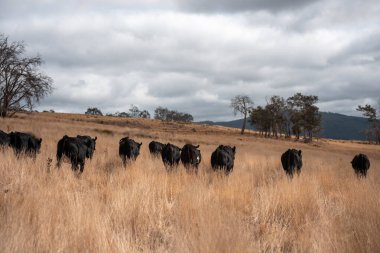 Angus, wagyu ve Murray sığır boğaları ve inekler, baharda Avustralya 'da bir tepede otlanıyorlar.