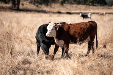 Angus, wagyu ve Murray sığır boğaları ve inekler, baharda Avustralya 'da bir tepede otlanıyorlar.