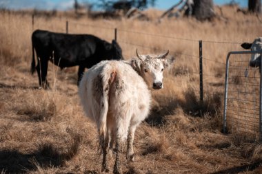 Angus, wagyu ve Murray sığır boğaları ve inekler, baharda Avustralya 'da bir tepede otlanıyorlar.