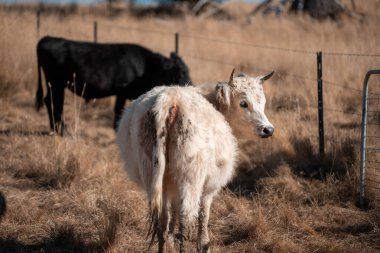 Angus, wagyu ve Murray sığır boğaları ve inekler, baharda Avustralya 'da bir tepede otlanıyorlar.