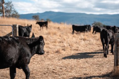 Angus, wagyu ve Murray sığır boğaları ve inekler, baharda Avustralya 'da bir tepede otlanıyorlar.