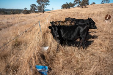 Sığırlar için mineral blokları olan inekler, Avustralya 'da bir çiftlikte inek yalama bloğu