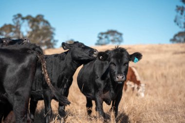 Sığırlar için mineral blokları olan inekler, Avustralya 'da bir çiftlikte inek yalama bloğu